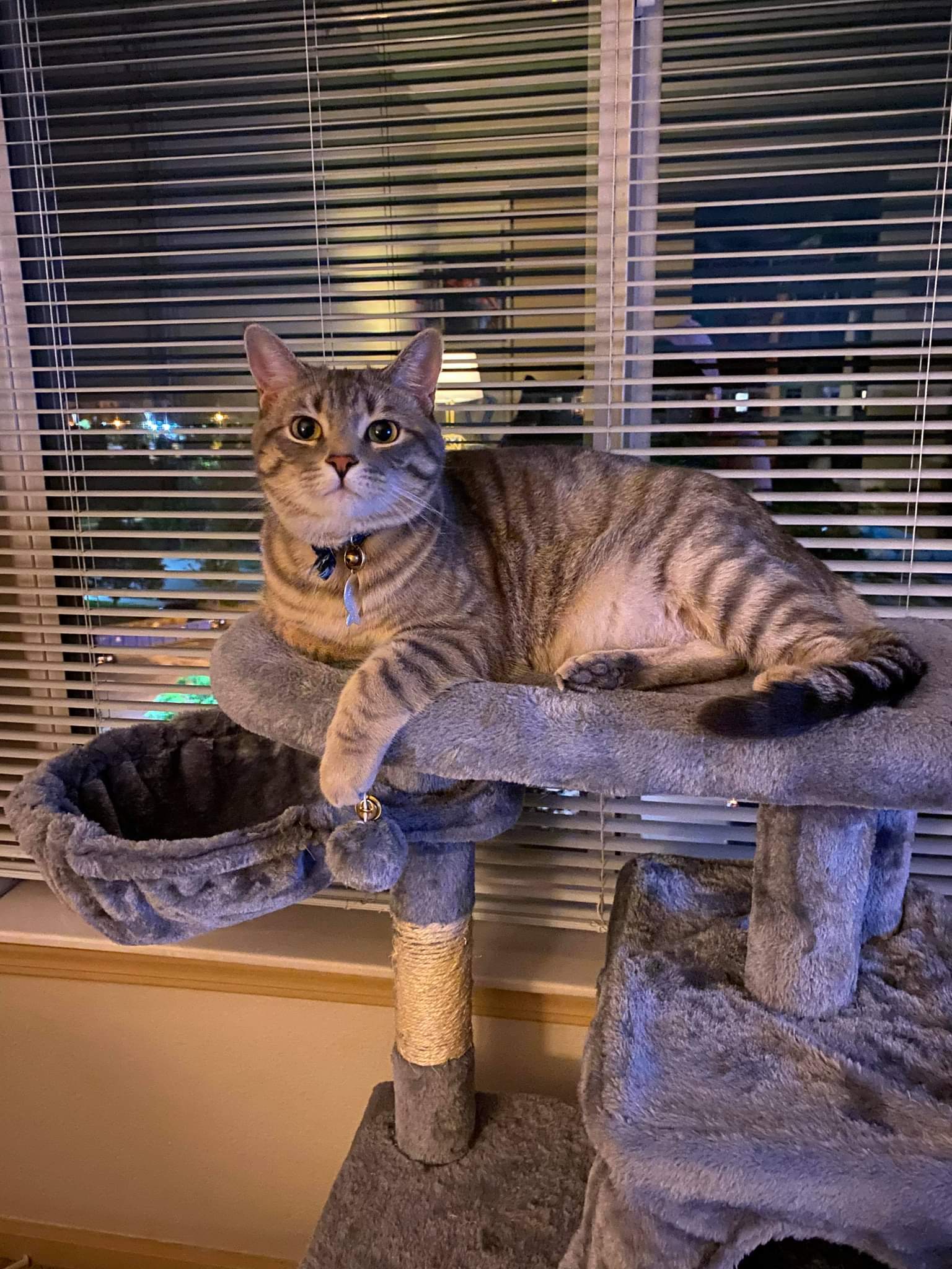 Lizard the cat
